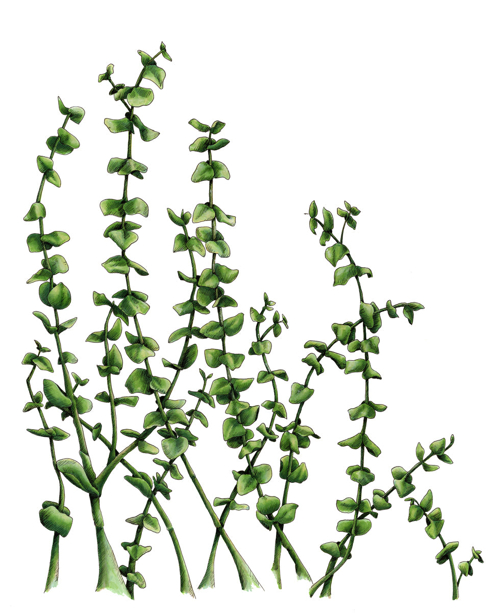 A print of green eucalyptus stems by Elizabeth Iadicicco.
