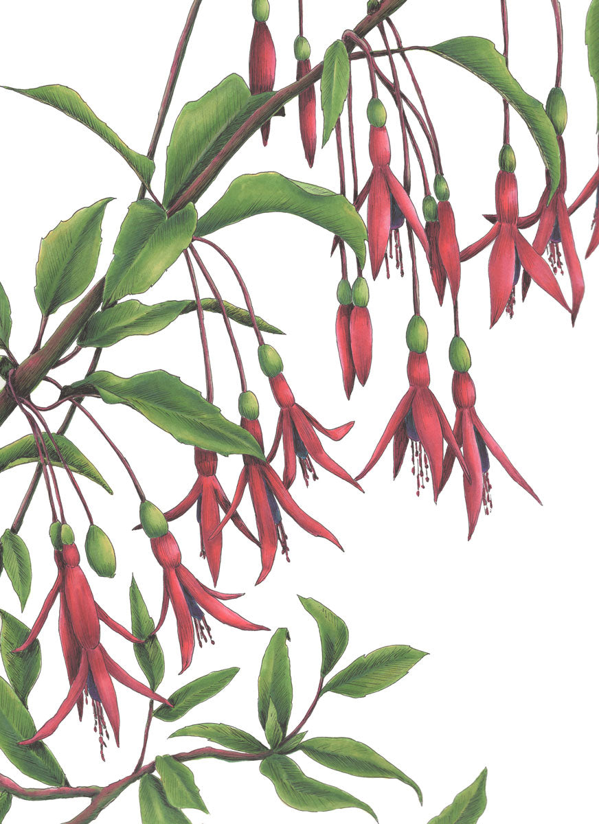 Red flowers with a brown stem and leaves print by Elizabeth Iadicicco.