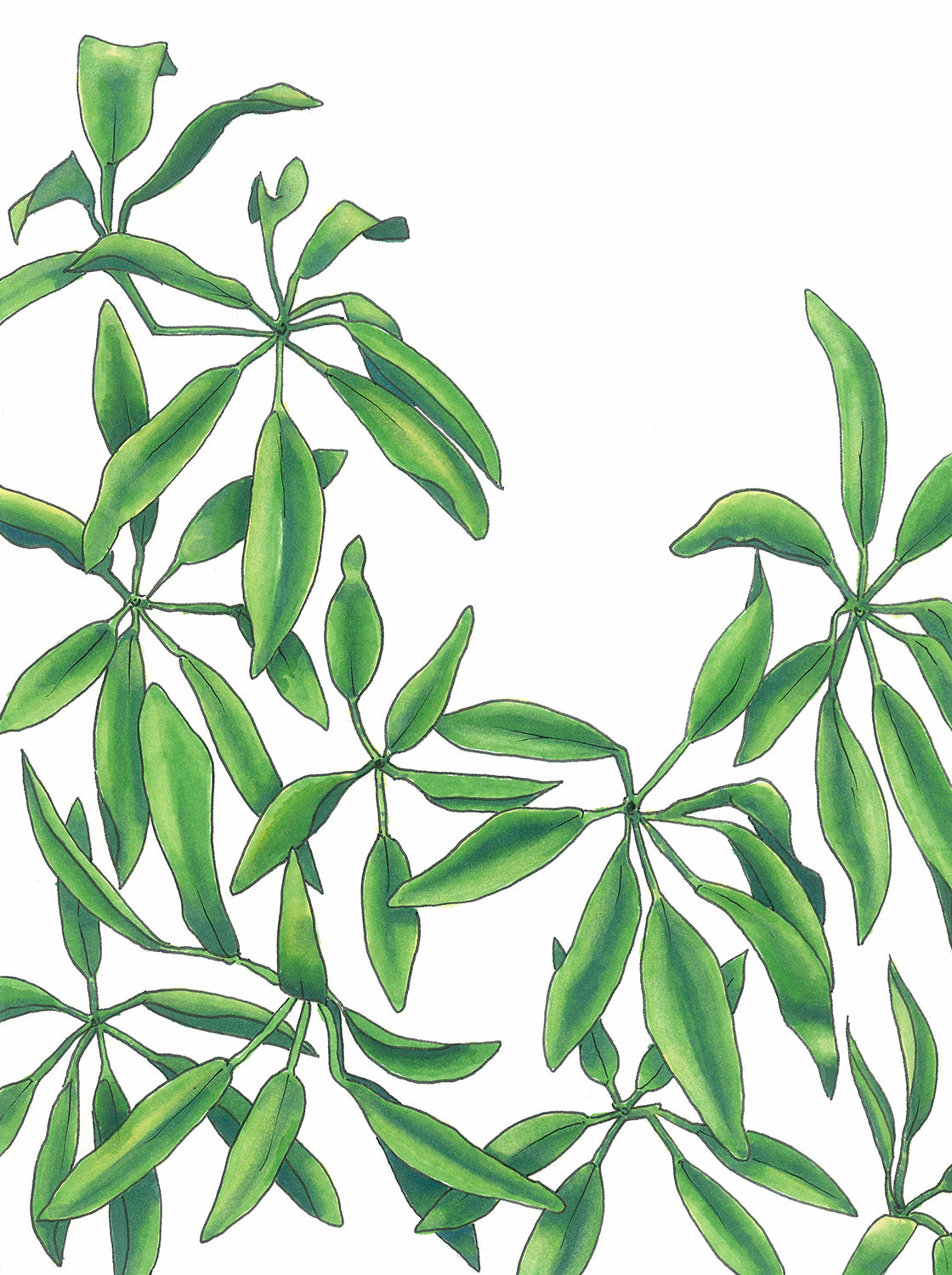 An illustration of a green plant by Elizabeth Iadicicco. 