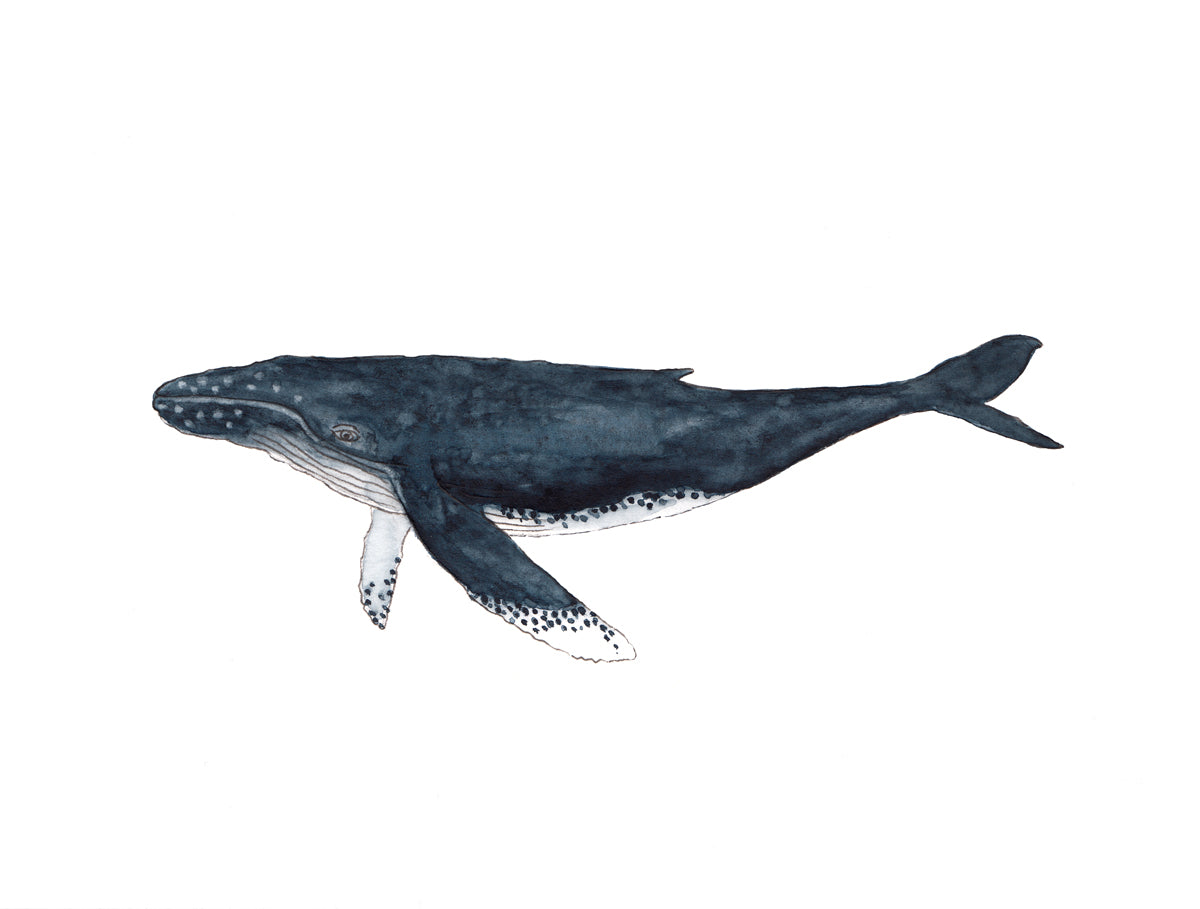 A blue and white whale print by Laerta Premto.