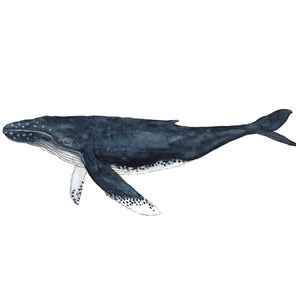 A blue, white and black illustration drawing of a whale by Laerta Premto.