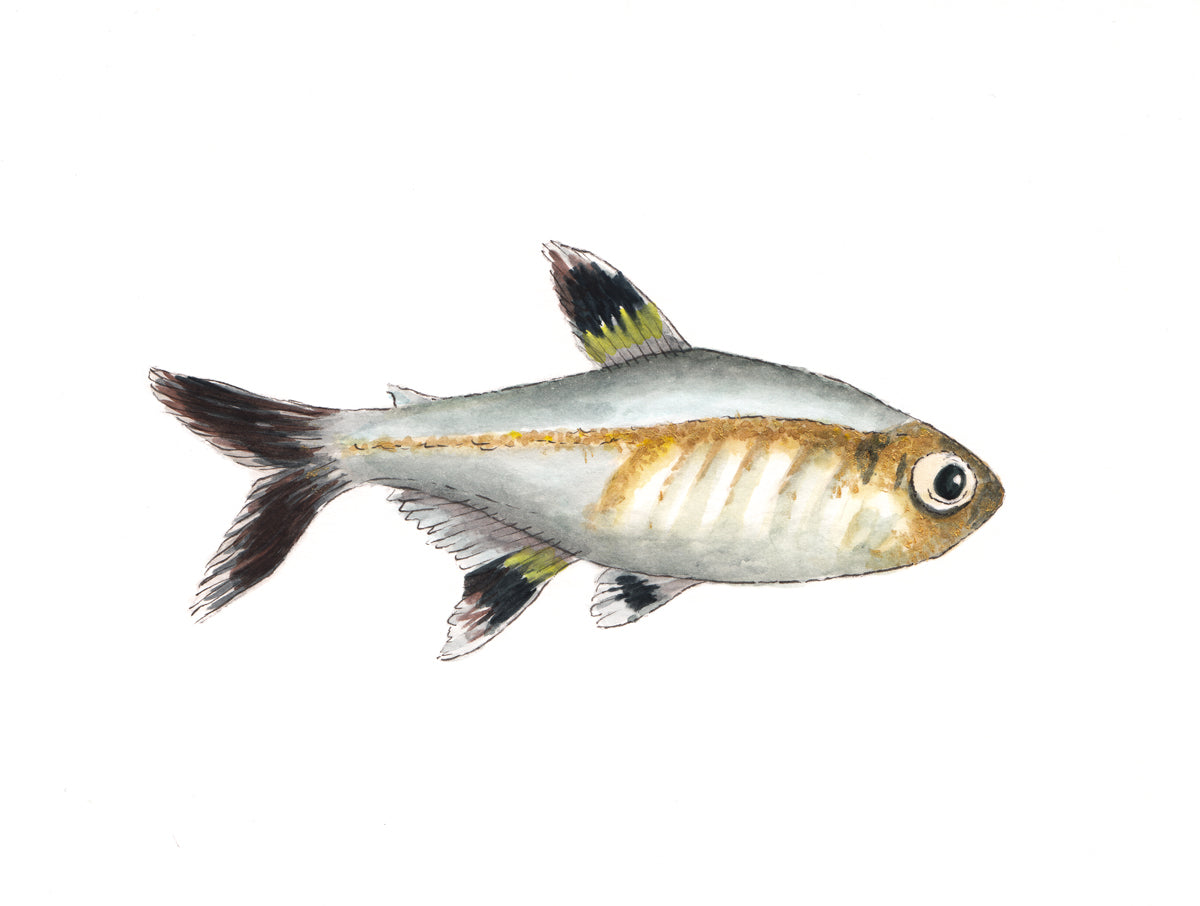 A black, silver and brown fish print by Laerta Premto.